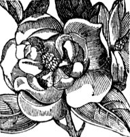 magnolia_4_lg.gif