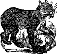 panther_1_sm.gif