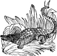 alligator_2_md.gif