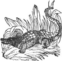 alligator_2_lg.gif