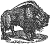 bison_1_th.gif