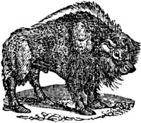 bison_1_lg.gif