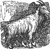 mountain-goat_1_th.gif