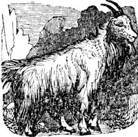 mountain-goat_1_lg.gif
