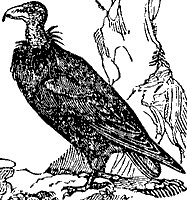 condor_2_sm.gif