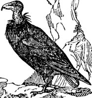condor_2_md.gif