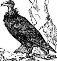condor_2_lg.gif
