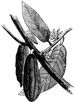 cacao-nut_1_lg.gif