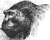 gorilla_1_th.gif