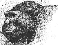 gorilla_1_sm.gif