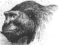 gorilla_1_lg.gif