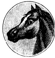 horse-head_1_sm.gif