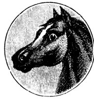 horse-head_1_md.gif