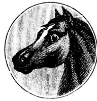 horse-head_1_lg.gif