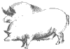 hogs_1_th.gif
