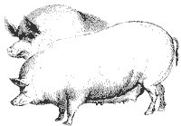 hogs_1_sm.gif