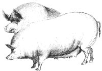 hogs_1_lg.gif