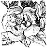 magnolia_1_th.gif