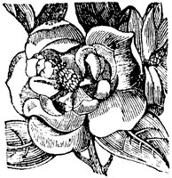 magnolia_1_sm.gif