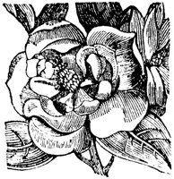 magnolia_1_md.gif