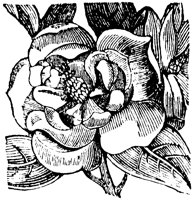 magnolia_1_lg.gif