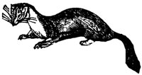 pine-marten_1_md.gif