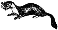 pine-marten_1_lg.gif