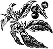 coffee-tree_1_th.gif