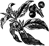 coffee-tree_1_sm.gif