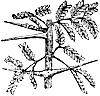 acacia_1_th.gif