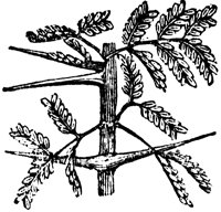 acacia_1_lg.gif