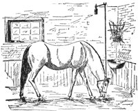 horse_6532_lg.gif