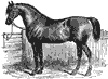 horse_6534_th.gif