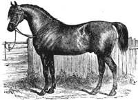 horse_6534_md.gif