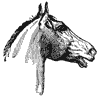 horse_6543_th.gif