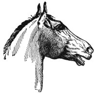 horse_6543_md.gif