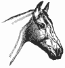 horse_6544_th.gif