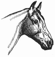 horse_6544_sm.gif