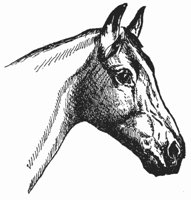 horse_6544_md.gif