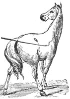 horse_6546_lg.gif