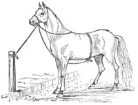 horse_6548_md.gif