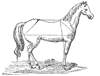 horse_6549_th.gif