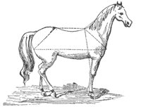 horse_6549_md.gif