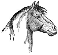 horse_6551_lg.gif