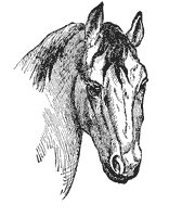 horse_6552_sm.gif