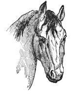 horse_6552_lg.gif