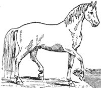 horse_6554_sm.gif
