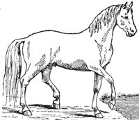 horse_6554_md.gif