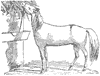 horse_6557_th.gif