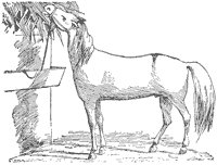horse_6557_sm.gif
